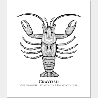 Crayfish with Common and Latin Names - detailed animal design Posters and Art